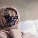 How To Recover From That Horrific Presidential Debate