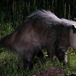 Finding Holiday Gratitude in a Rescue Possum
