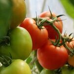 I Am a Bland Florida Tomato and I Just Want Love