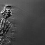 Alligator Alcatraz Is Florida's Shame