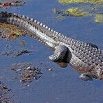Who Could Have Predicted Alligator Alcatraz Would Fail?