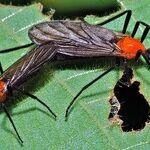 A Lovebug's Dating Profile