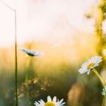 Spring Break Activities That Require No Gas or Groceries