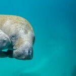The Manatees Apologize for Being an Inconvenience