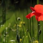 Fostering Mindfulness and Relationships in the Garden