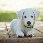 Love, Loss and Pandemic Puppies