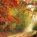 Enjoying Fall Colors? Thank a Squirrel
