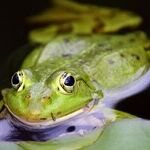 How to Weather Spring Storms Using Green Infrastructure at Home