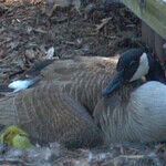 More than a Cereal King, W.K. Kellogg Was Also a Conservationist Who Helped Save the Canada Goose