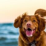 Love, Loss and 'A Dog's Purpose Forever'
