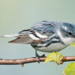 Saving Birds and Helping Humanity