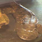 Why Scientists Are Hellbent on Helping the Hellbenders