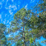 Saving Wildlife While Securing Our Nation: the Unlikely Alliance Between Conservationists and the U.S. Military