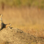 Why Prairie Dogs Deserve a Place Beside the Bison in America's Conservation Story