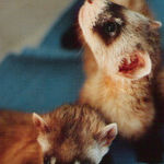Saving the Black-Footed Ferret Takes a Village and a Prairie Dog Town