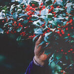 The Grove That Shows Why Holly Trees Still Captivate Us