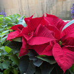 The Poinsettia Is a Christmas Flower Burdened With a Bad Name