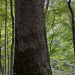 How This Nature Preserve Ended Up Named for Logging Company Founder