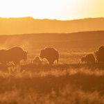 Bison Are America's National Mammal. Why Are We Pushing Them Off Public Land?