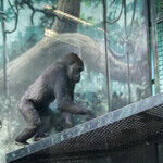 The Future of Gorillas Depends on Zoos Working Together
