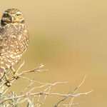 Want To Save Grassland Birds? Start With Prairie Dogs.