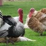 All the Right Turkeys