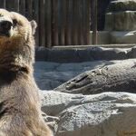Bear With Me