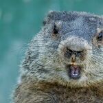 An Arresting Groundhog Day