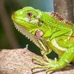 We're Off to See the Lizard