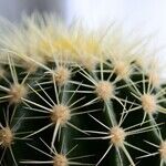 A Thorny Situation