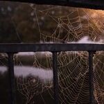 The Itsy-Bitsy, Cranky-Wanky Spider