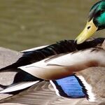 Sitting Duck