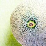 Feeling Melon-choly