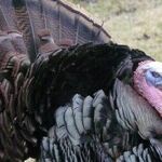 The Mean, Old Turkey of Turkeytown