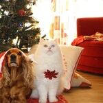 Santa Paws is Coming to Town