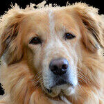 Accusatory Dog