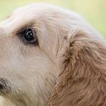 Adventures in Puppyland, Part Three