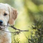 Bowie Beckerman: Dog Genius