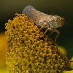 An Insect Tale for the Ages