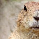 A Dizzying Array of Celebrity Groundhogs