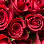 Hide and Seek Valentine