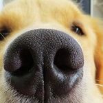 Snistle While You Work