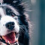 Can You Bark a Few Bars?