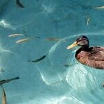 Playing Fowl