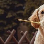 A Grand Doggie Affair