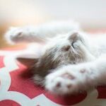 The Dreaming of the Shrew