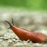 Slugging It Out