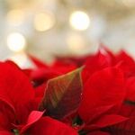 The Joy of Christmas, Surpassed Only by the Joy of Christmas Past