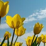 Flowers Are Blooming, and Maybe We Can, Too