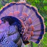 What Am I Thankful For? Don't Make Me Say It